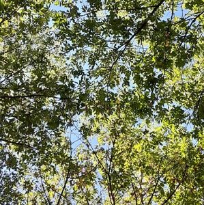 Meet your Posher, Jetta